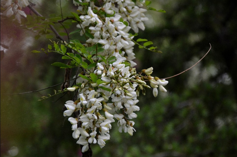 如果你路过西郊，有幽香沁入心脾，那定是从红光公园飘来的槐花香