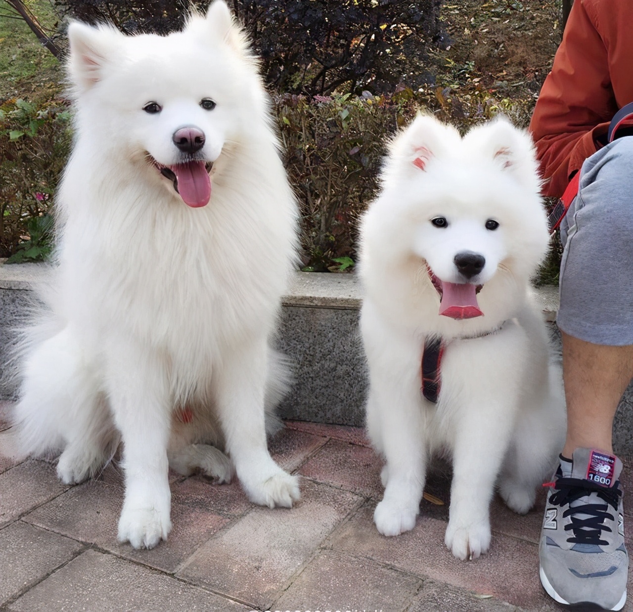 智商最高的狗狗品种小型犬,可爱的狗品种小型犬