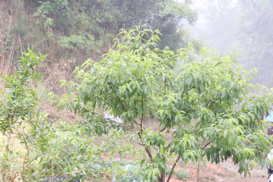 诸暨哪里树莓采摘最好,诸暨摘树莓