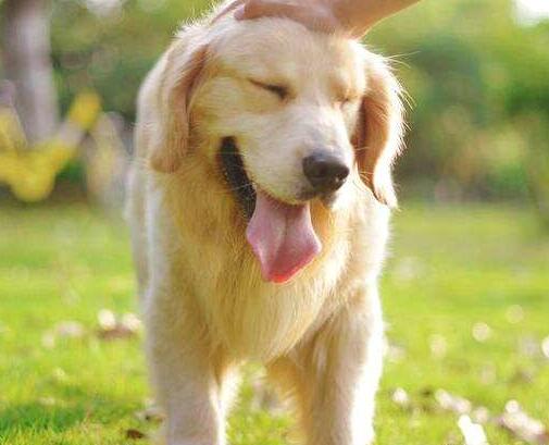 养金毛犬有什么注意事项,金毛犬怎么训最听主人的话