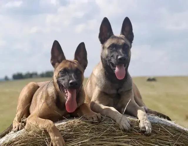 饲养马犬幼犬应注意什么,马犬在家里院子养合适吗