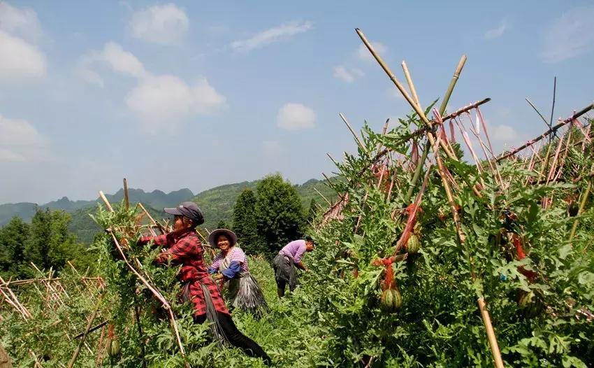 黔南露天西瓜,黔南西瓜