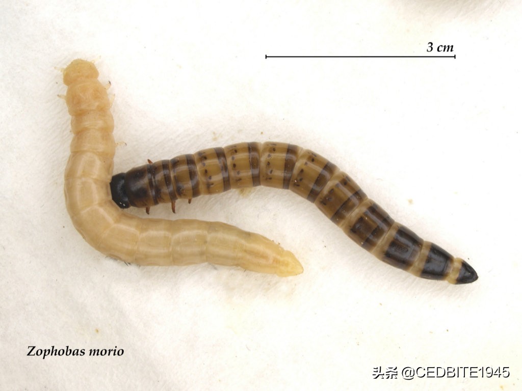 大麦虫能养活吗,大麦虫能喂观赏鱼吗