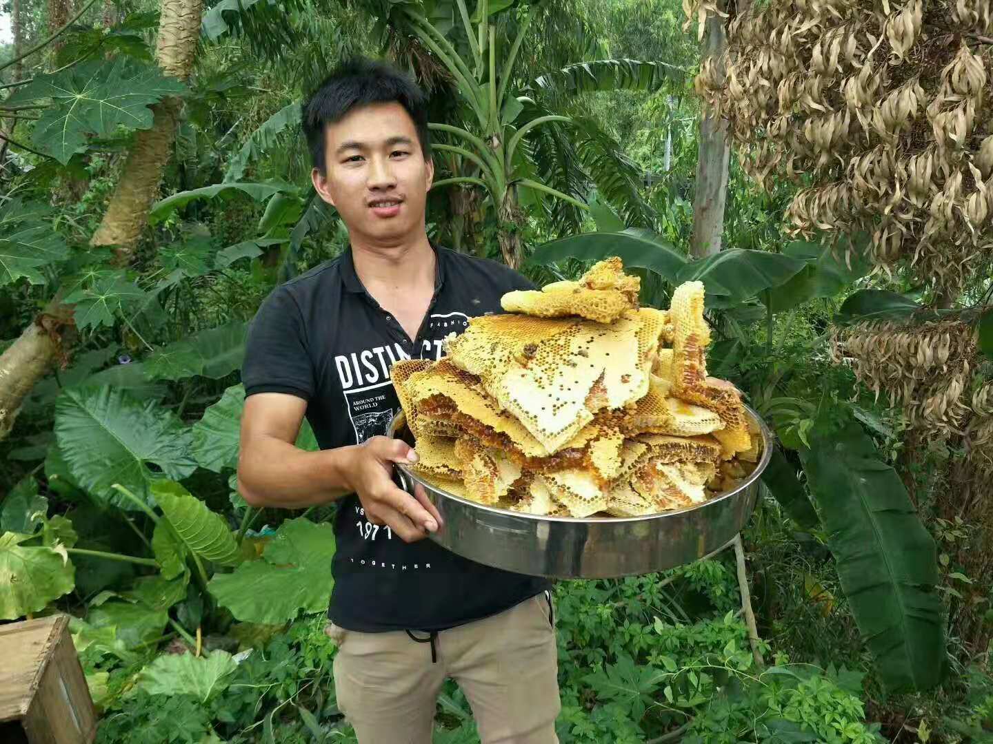 野生蜜蜂选巢全过程,找蜜蜂老巢最简单方法