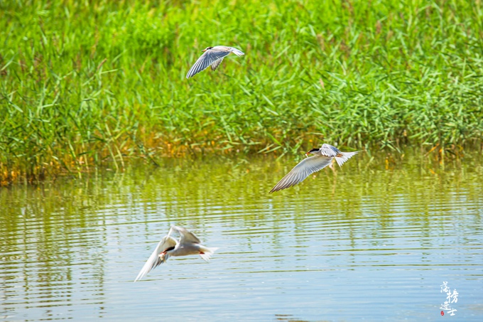 张家口沽源风景区,张家口沽源县景点