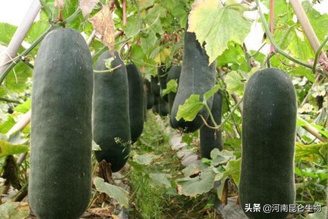 冬瓜种植管理方法,冬瓜种植和管理方法