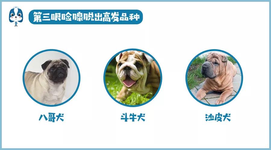 儿童眼角长个黑色的小肉球,小奶猫眼睛长肉球怎么办