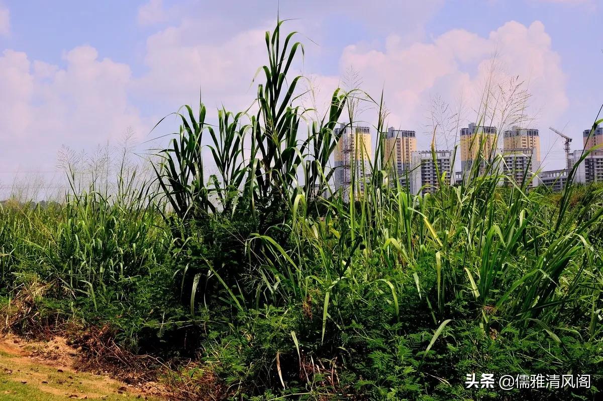 都市情感：大姑姐爱上了我前夫（二）