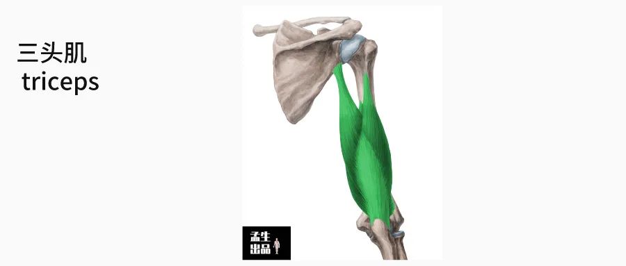 肩关节与肩胛骨的结构图,肩胛骨深层肌肉解剖图