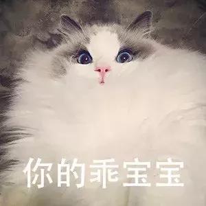 布偶猫好养吗一般多少钱一只,布偶猫的价格贵不贵