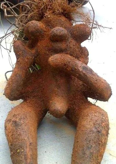 七宝美髯丹是治掉头发吗,掉头发吃七宝美髯丹管用吗