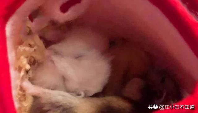 仓鼠怀孕太小,仓鼠怀孕了想逃出去