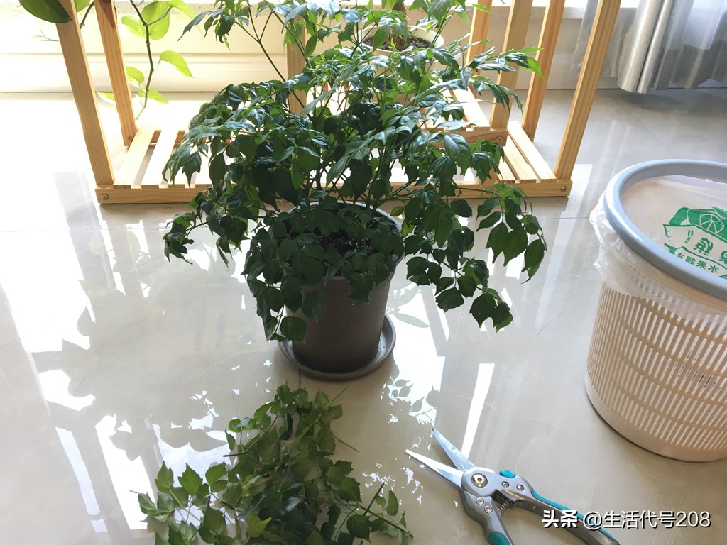 花盆里长蘑菇是好事还是坏事,花盆土里长蘑菇是好是坏