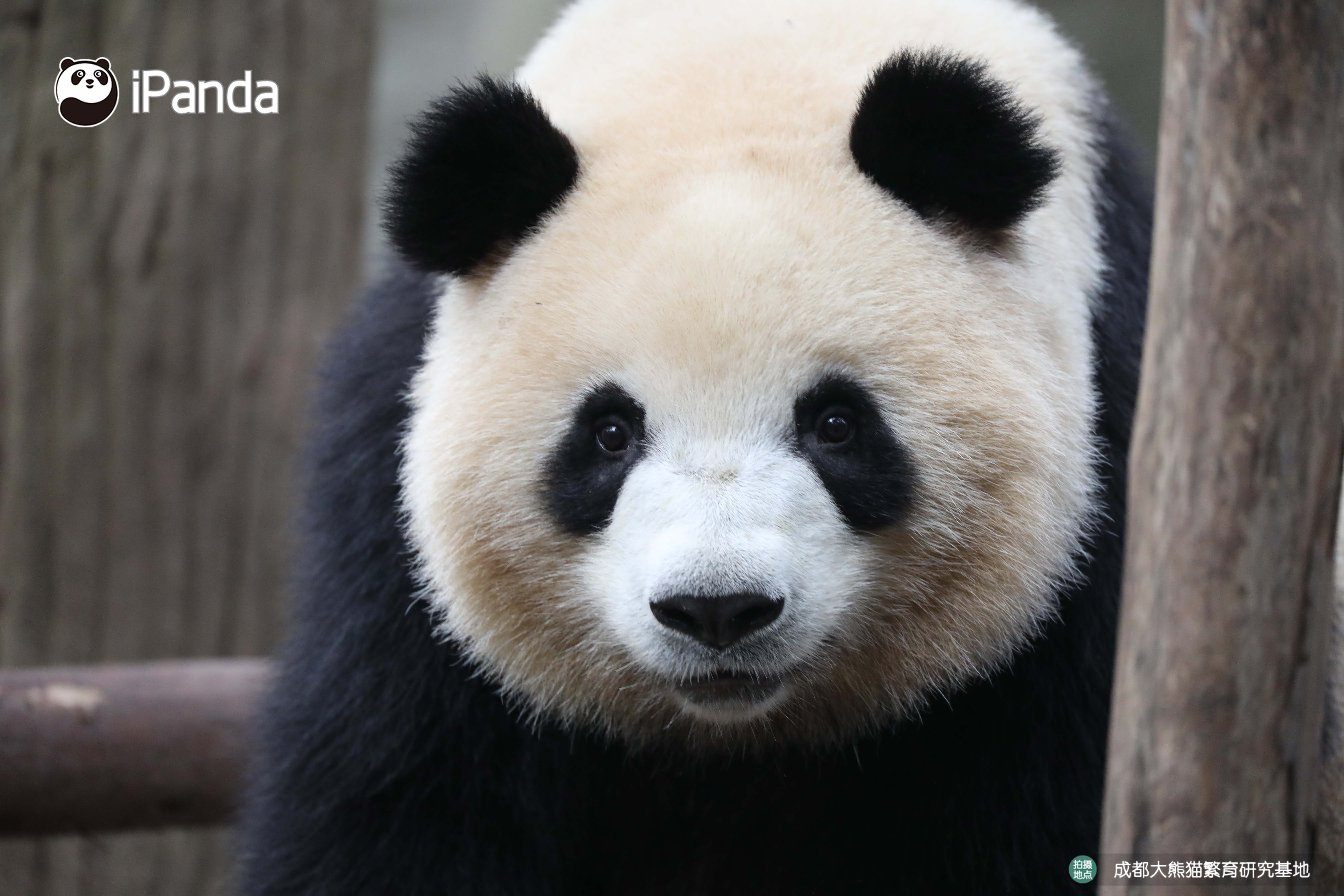 get认猫八招,轻松变大神!好看的熊脸千篇一律,认猫难到哭泣?