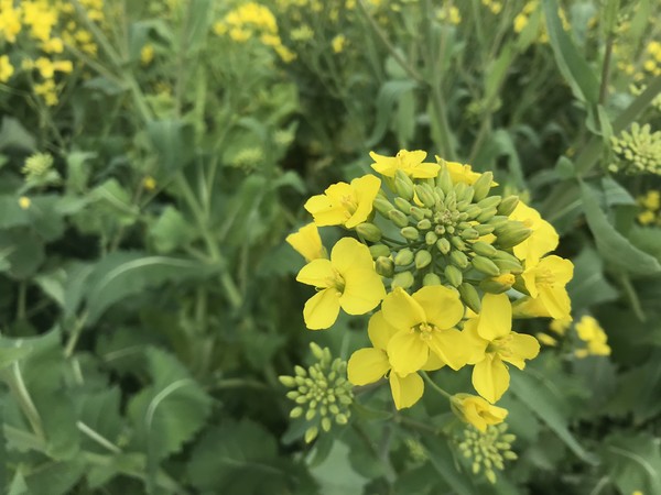 鑺掑競鍜岃吘鍐茬憺涓藉摢涓ソ,鑵惧啿鐟炰附鑺掑競瑗垮弻鐗堢撼