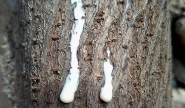 农村常见树木，白色汁液让人嫌弃，果实像“灯笼”，可用来治藓