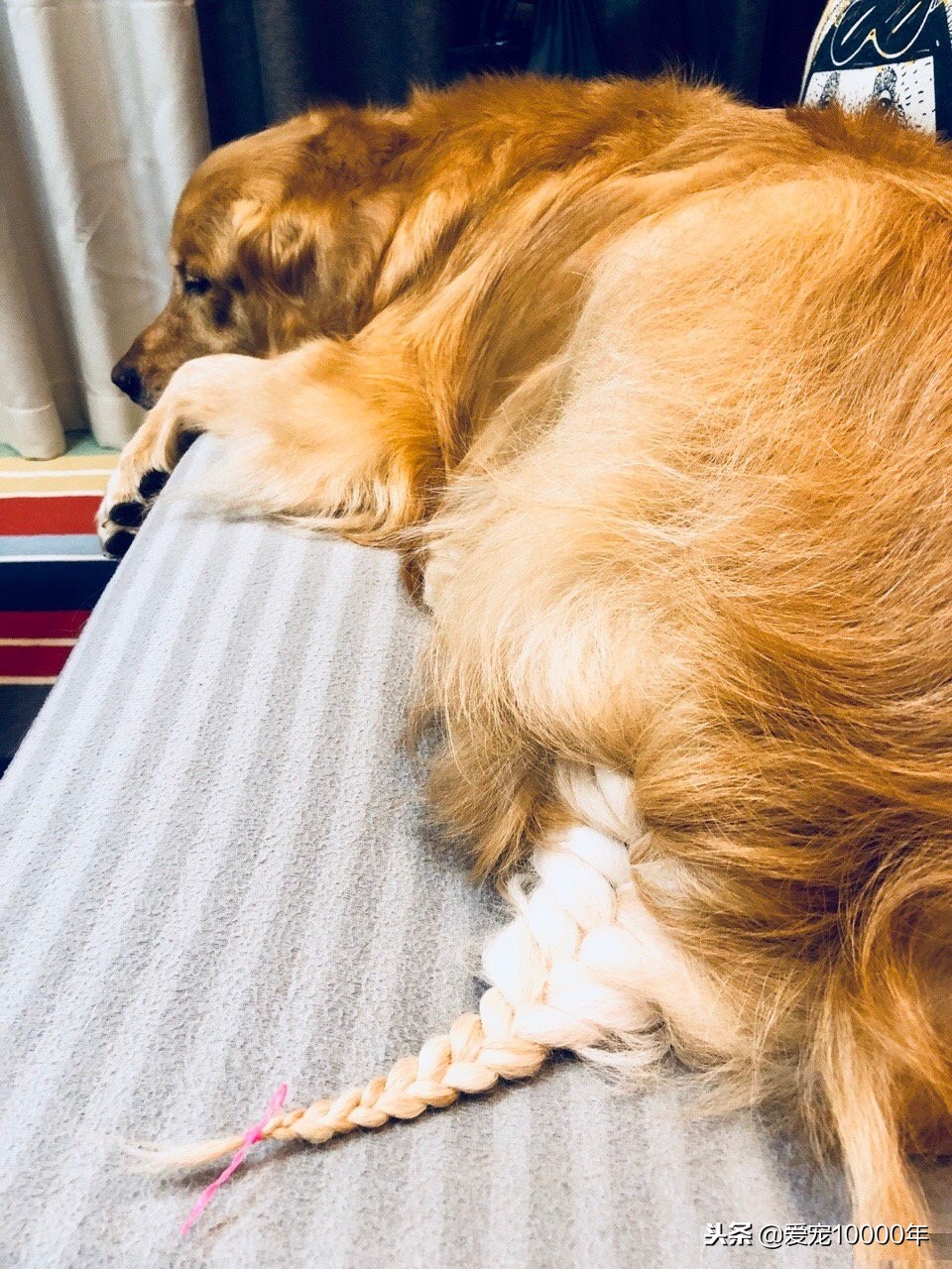 金毛的毛毛太长了，方便的时候总是弄脏，铲屎官就给编了根大辫儿