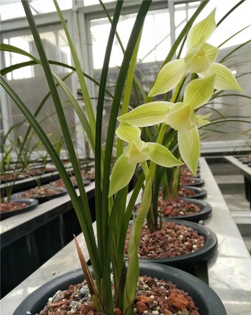 通江早年下山的一颗春剑素荷,后来成为传世名品