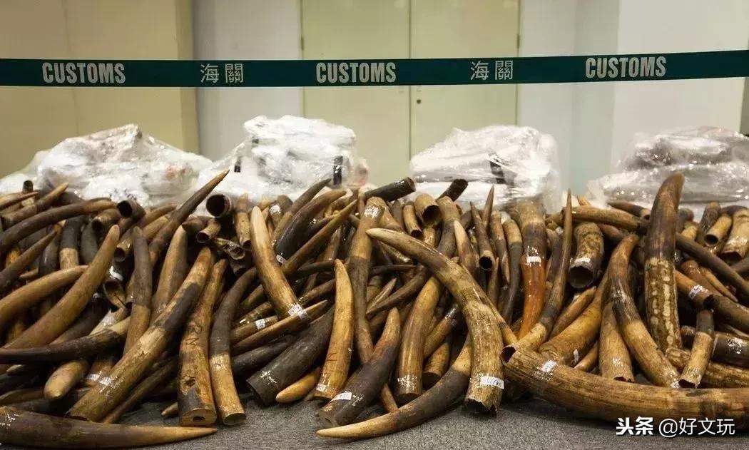 象牙暴利的特征有哪些呢,象牙工艺品骗局