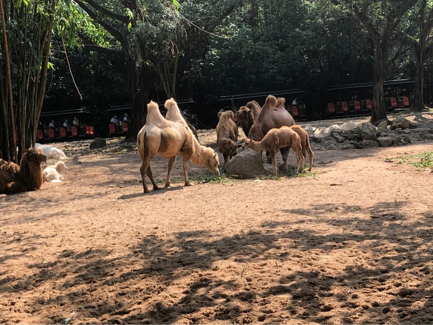 暑期广州长隆野生动物世界门票,长隆海洋王国和野生动物园门票
