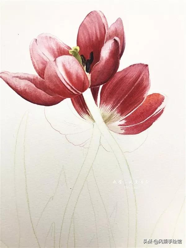 怎么用水彩笔画郁金香教程,粉色水彩郁金香怎么画图片