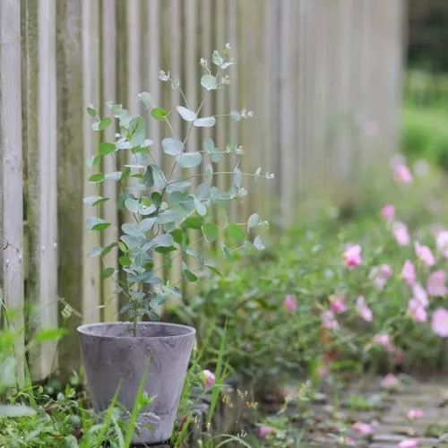 树袋熊吃尤加利吗,尤加利和树袋熊