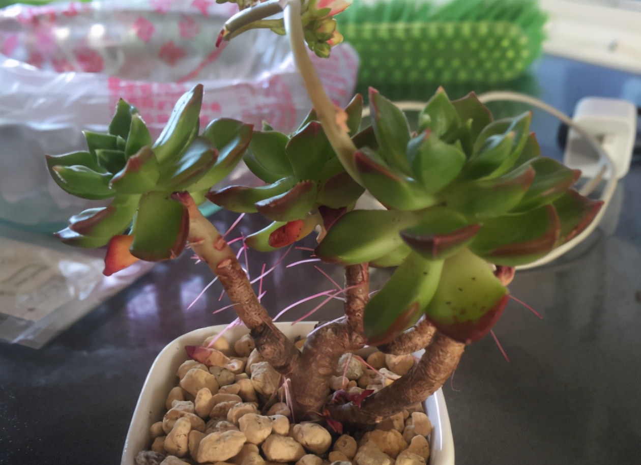 多肉长根不长芽怎么办,多肉杆上长胡须是怎么回事