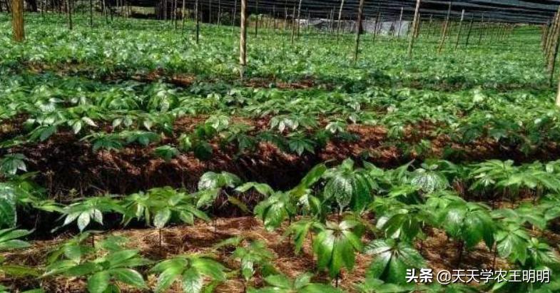 三七种植的年数与价格关系如何,三七是怎么种的