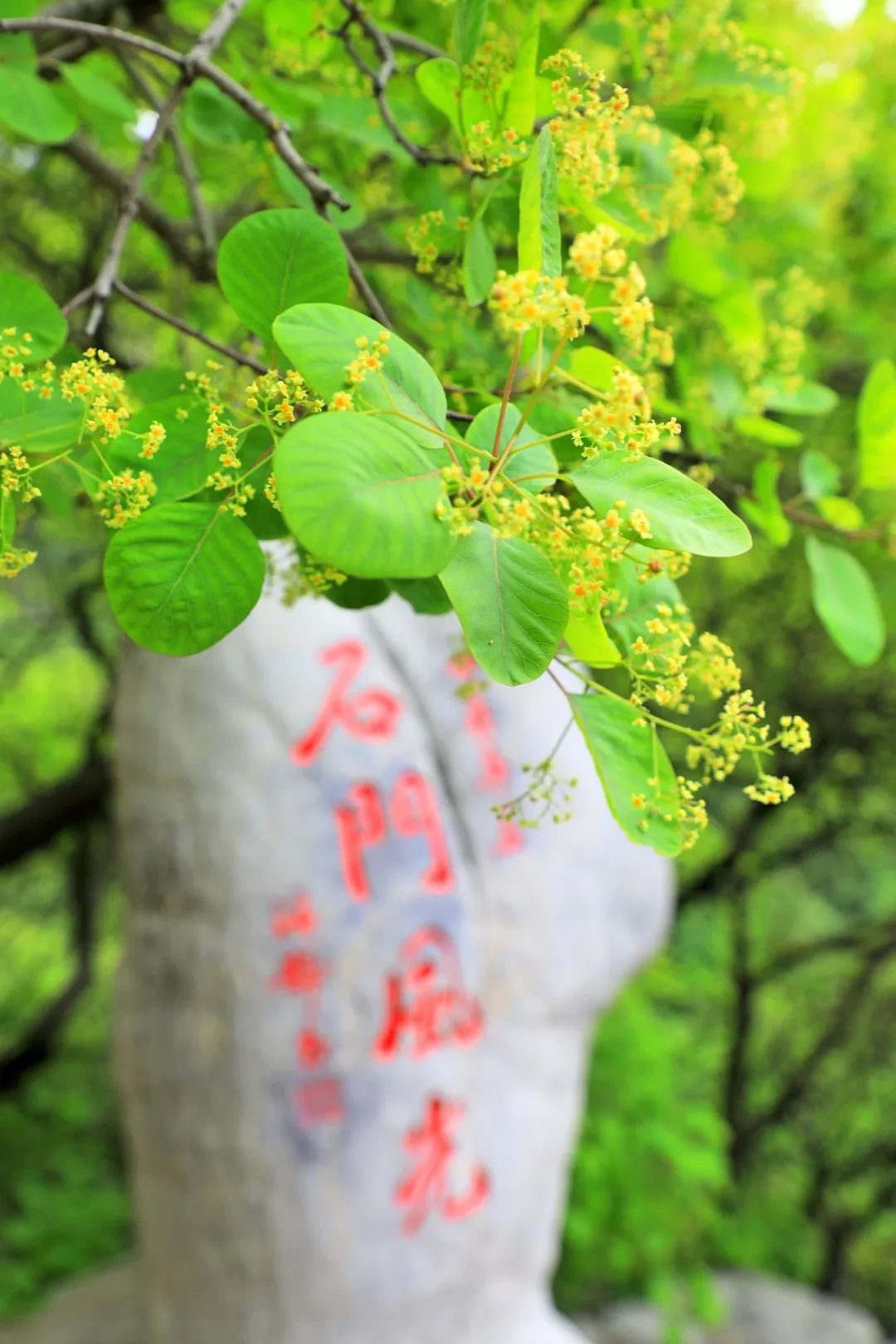 五一假期潍坊赏花踏青地推荐！这8个小众的绝美之地，一定要去走一走啊...