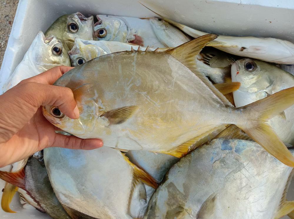 湛江出海钓鱼多少钱一天,在湛江海钓多少钱