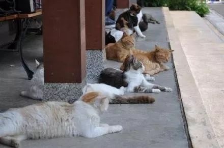 日本猫岛撸猫必备短片,日本东京免费撸猫的地方