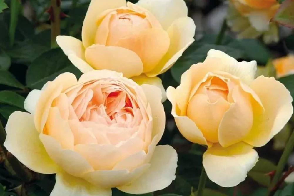 花店必备的5款玫瑰,花店常用的10款玫瑰花是哪些品种