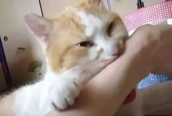 我脖子上的草莓，是猫咪种的