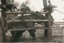 每个生命都值得被虐待,任何生命都不该被虐待