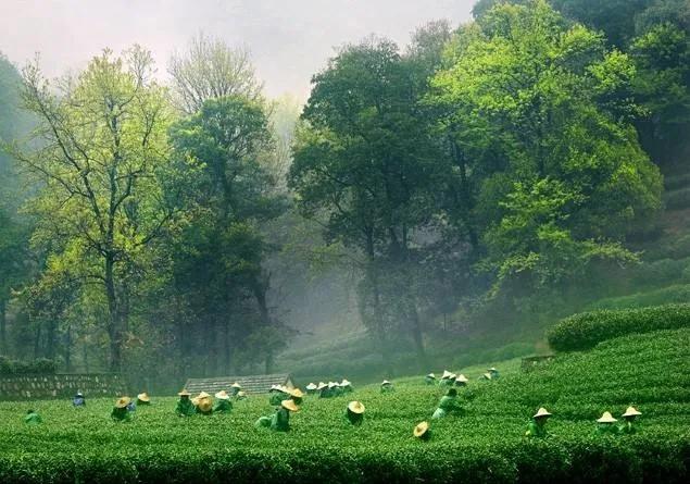 茶知识龙井推荐,西湖龙井的茶型介绍