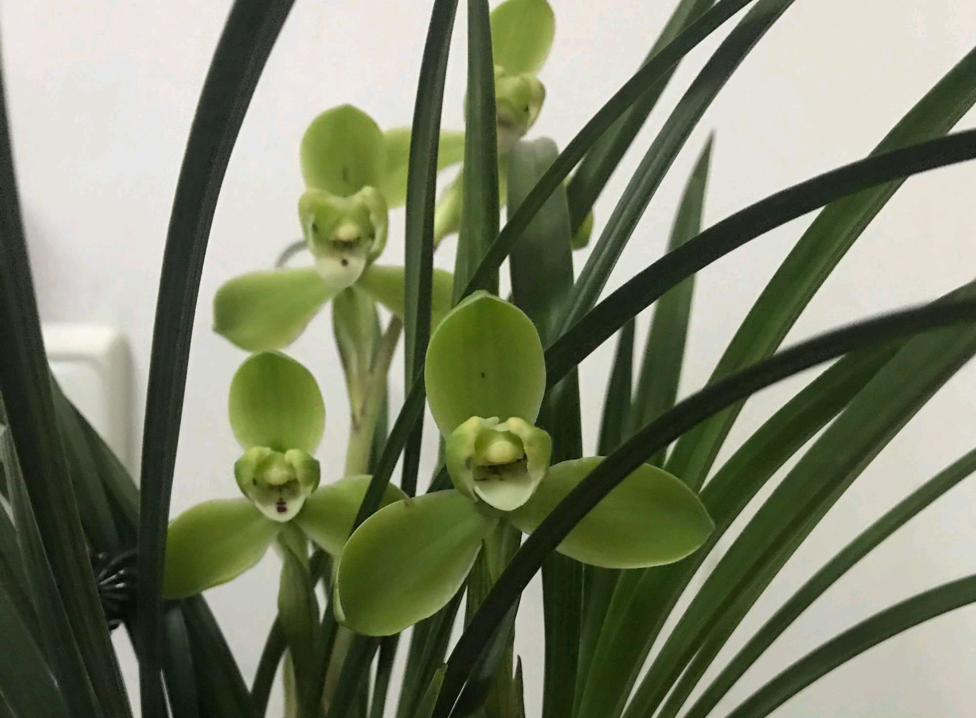 春兰怎么养才能开花多开花不断,春兰怎么养株型好看