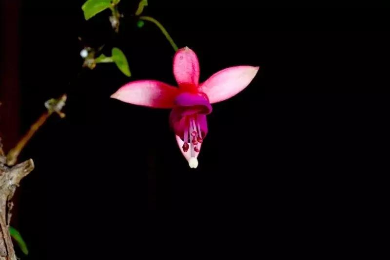 惊艳倒挂金钟,惊艳倒挂金钟图片