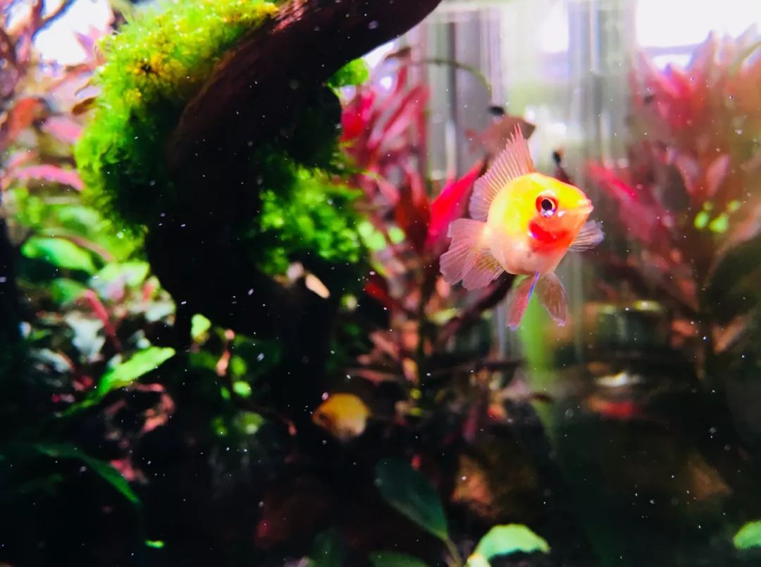 草缸洞穴造景怎么做,草缸自己动手布置