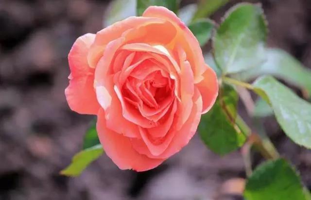 玫瑰花不同颜色的寓意和花语图片,玫瑰花各个品种及花语介绍大全