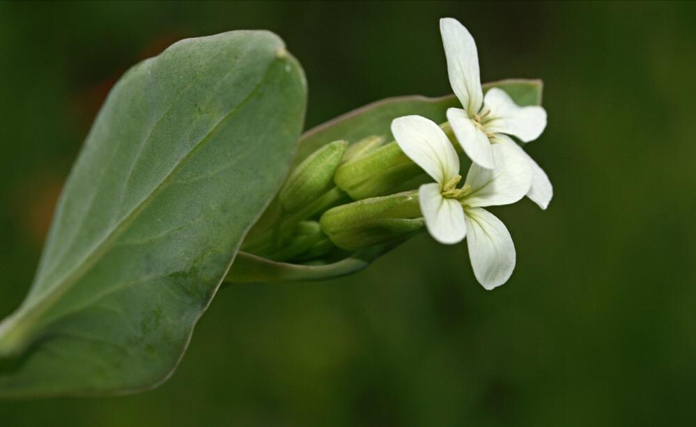 生日鲜花用哪几种花,代表友谊长存和生日快乐花语的花