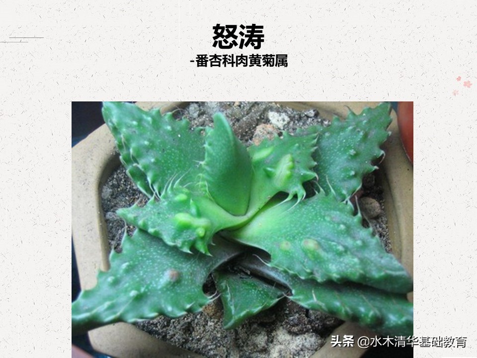 梦幻女王多肉植物百科图谱,原产地多肉植物图谱pdf