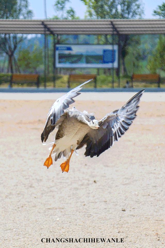 秋天的沙湖美不胜收,洋沙湖旅游