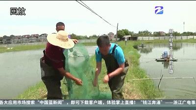 钱塘江大潮飞涌而上,钱塘江大潮奔涌而来