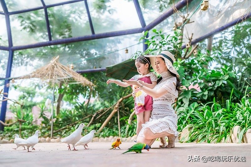 厦门灵玲动物王国大熊猫,厦门马戏团灵玲动物王国观光游览