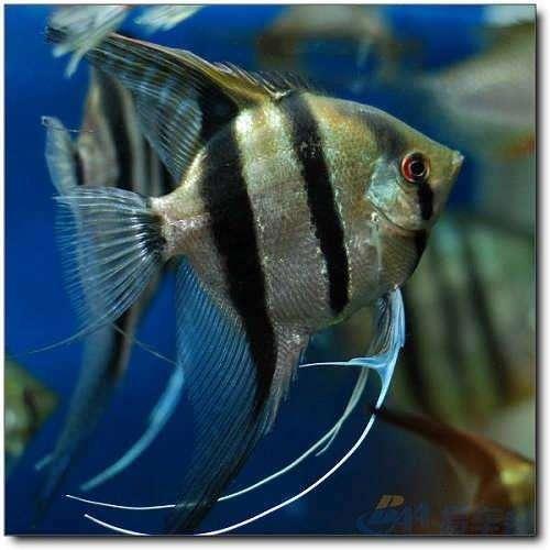 金鱼好养还是孔雀鱼好养活,燕鱼和金鱼哪个观赏性好