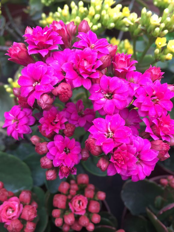 长寿花叶子发黄怎么补救,长寿花叶子发黄原因及处理方法