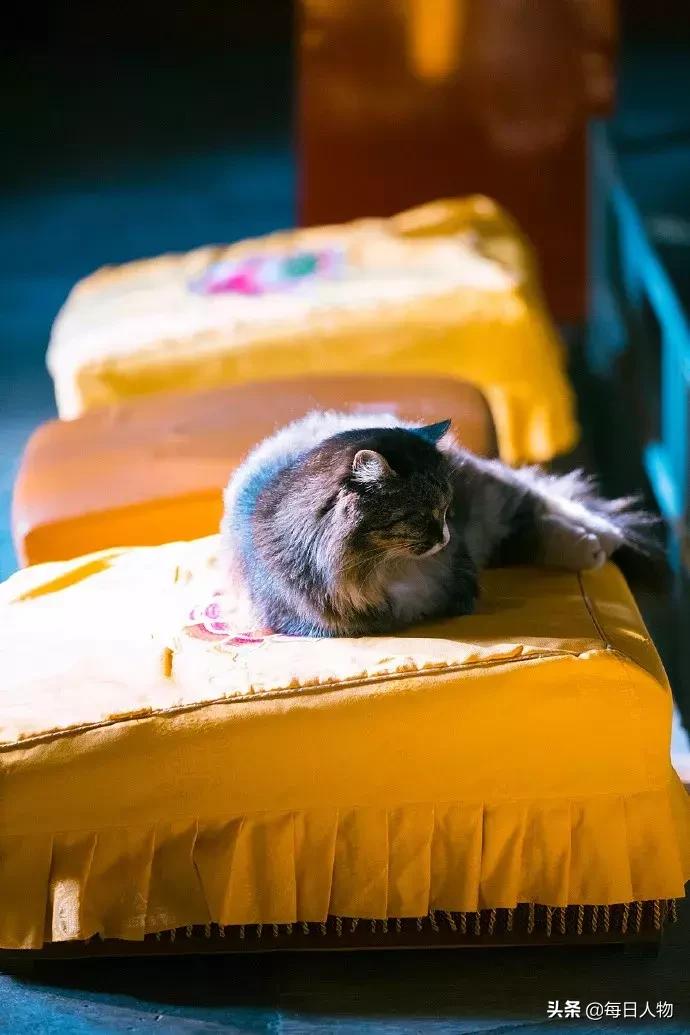 猫咪也有无可奈何的时候,猫咪为什么会给人安慰