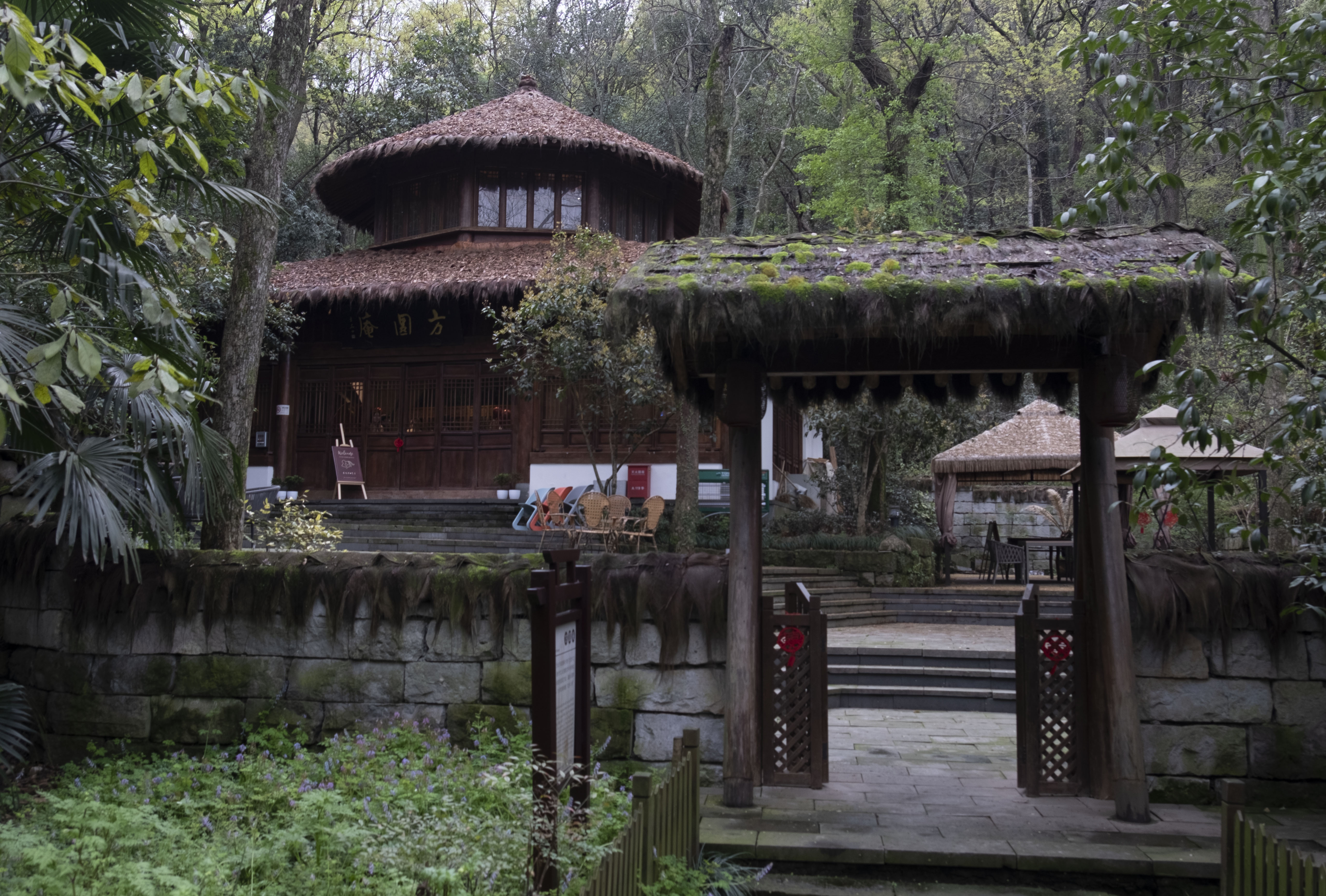 西湖龙井春茶季,龙井茶西湖明前春茶