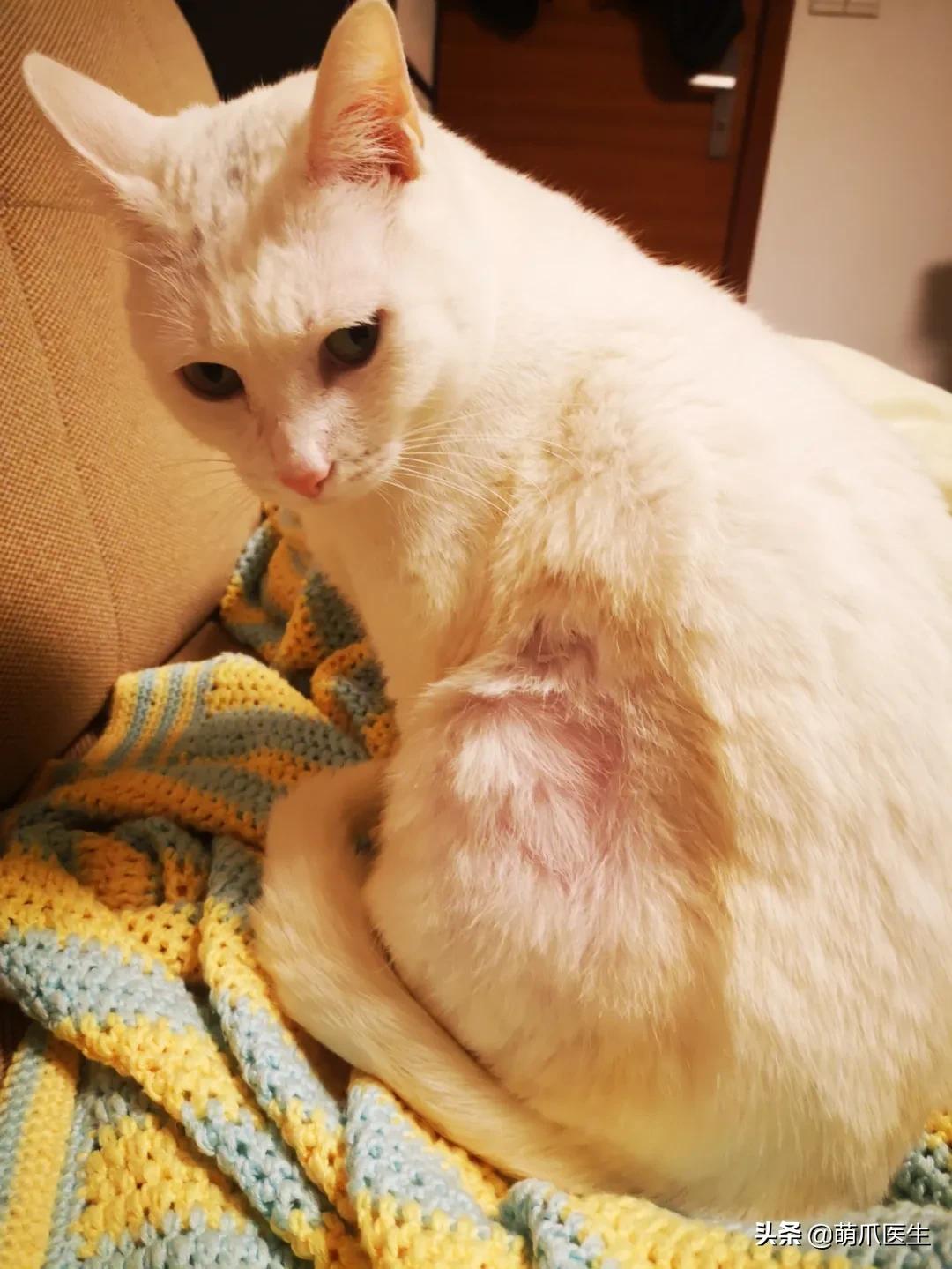 盘点那些手贱的猫咪被烫伤,盘点猫咪被烫过的倒霉瞬间