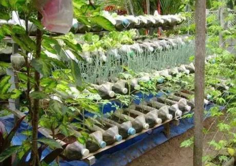 高层阳台种植蔬菜阳光非常充足,阳台采光不好可以种的蔬菜水果